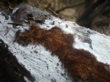 Mycoacia nothofagi image