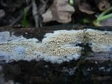 Mycoacia nothofagi image
