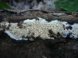 Mycoacia nothofagi image