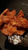 Gyromitra brunnea image