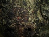 Neonectria galligena image