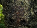 Neonectria galligena image