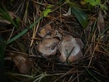 Neournula pouchetii image