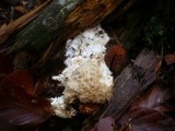 Postia ptychogaster image