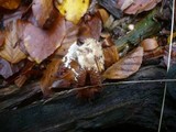 Postia ptychogaster image