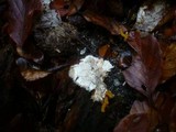 Postia ptychogaster image