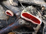 Sarcoscypha austriaca image