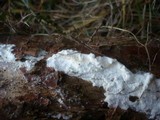 Postia rennyi image