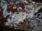 Postia rennyi image