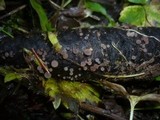 Ombrophila ianthina image