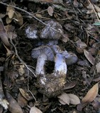 Cortinarius glaucopus image