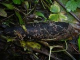 Ombrophila ianthina image