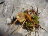 Loreleia marchantiae image