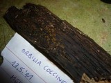 Orbilia coccinella image