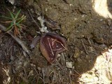 Otidea umbrina image