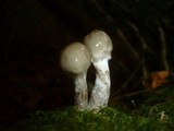 Oudemansiella mucida image