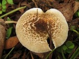 Lentinus tigrinus image