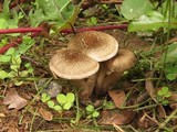 Lentinus tigrinus image