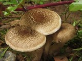Lentinus tigrinus image