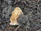 Gyromitra korfii image