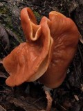 Gyromitra brunnea image