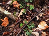Gyromitra brunnea image