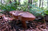 Tylopilus badiceps image