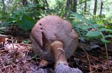 Tylopilus badiceps image