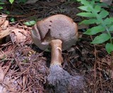 Tylopilus badiceps image