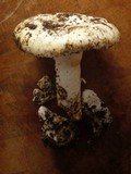 Amanita vernicoccora image