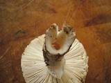 Amanita vernicoccora image