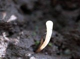 Clavaria acuta image
