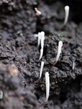 Clavaria acuta image