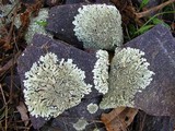 Xanthoparmelia plittii image