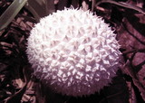 Lycoperdon curtisii image