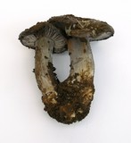 Cortinarius glaucopus image
