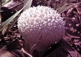 Lycoperdon curtisii image