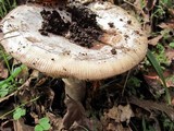 Amanita vernicoccora image