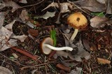 Psathyrella vesiculocystis image