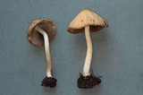 Psathyrella vesiculocystis image