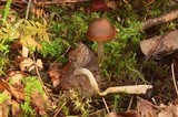 Psathyrella vesiculocystis image
