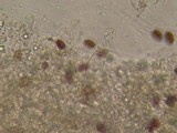 Psathyrella vesiculocystis image