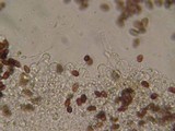 Psathyrella vesiculocystis image