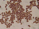Psathyrella vesiculocystis image