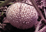Lycoperdon curtisii image
