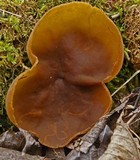 Peziza repanda image