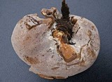Peziza repanda image