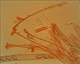 Peziza repanda image