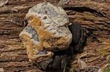 Phellinus igniarius image