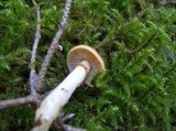 Cortinarius vibratilis image